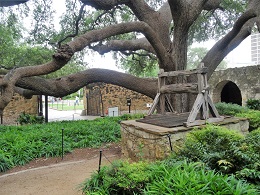 Alamo_Oak_Tree_and_Well